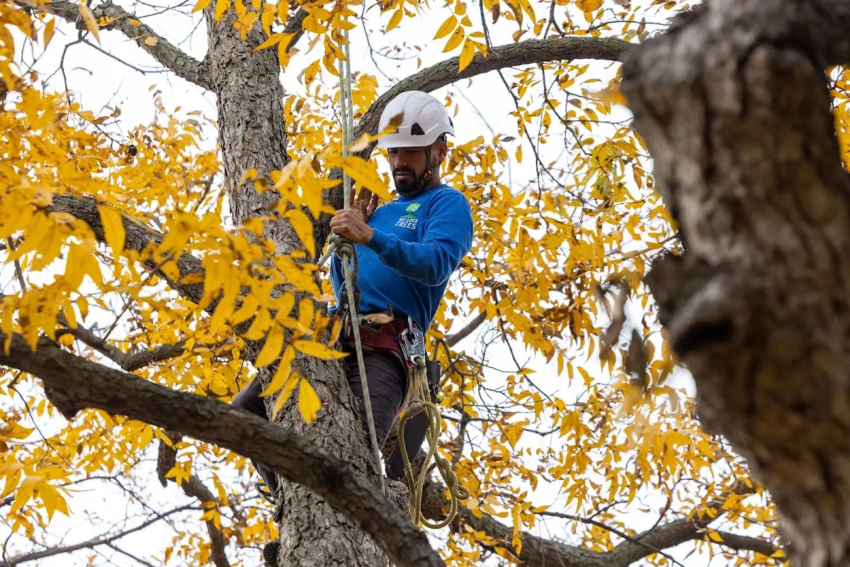 Skilled Storm Damage Cleanup crew working in Altamont