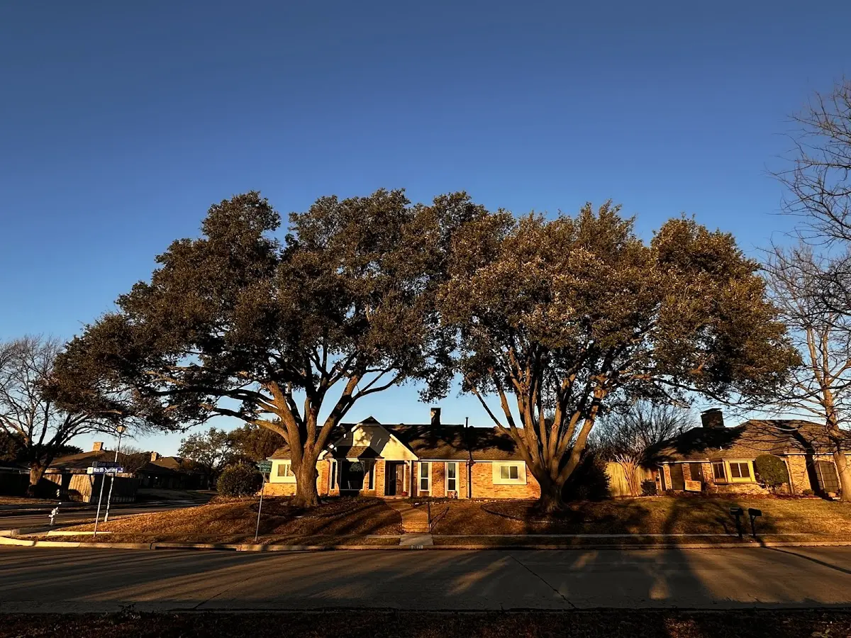 Established residential canopy tree shading a home in Altamont